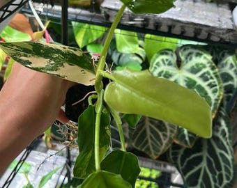 Variegated Philodendron Domesticum  (Rooted and Actively Growing) (US Seller) +P.Domesticum00020