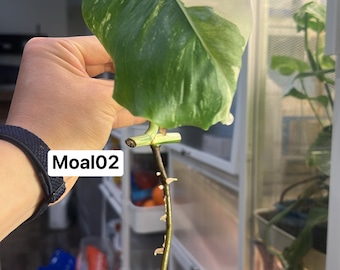 Monstera Albo Borsigiana mid cutting (rooted and sprouting) (US Seller) (@MoAl02)