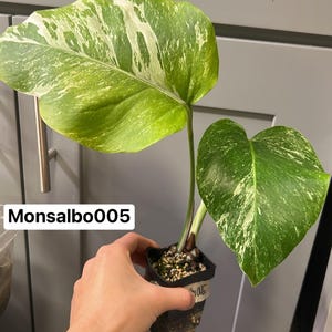 philodendron erubescens imperial green Philodendron erubescens 'Green Emerald' – PottedElephant main image 0