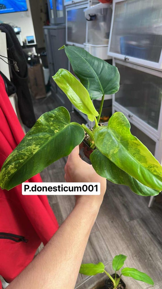 Variegated Philodendron Domesticum (rooted and Actively Growing) (US  Seller) p.domesticum001 - Etsy