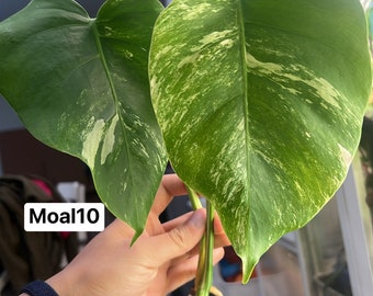 Monstera Albo Borsigiana Rooted and Actively Growing  (US Seller) (@MoAl10)