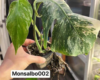 Beautiful Monstera Albo Borsigiana Rooted and Actively Growing  (US Seller) (#Monsalbo002)