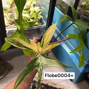 philodendron rosa prinzessin Philodendron Pink Princess - 4