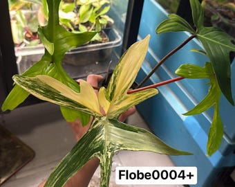 Beautiful and Highly Variegated Florida Beauty (Rooted and Actively Growing) (US Seller)  +flobe004+