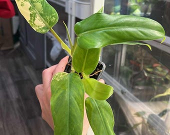 Variegated Philodendron Domesticum  (Rooted and Actively Growing) (US Seller)  -Variegated.Domesticum001