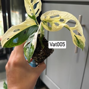 May include: A variegated Monstera adansonii plant in a small square plastic pot with soil. The leaves feature a mix of creamy white and deep green coloration with natural fenestrations. A white label with the black text Vat005 is attached.