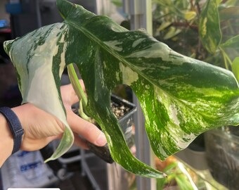 Monstera Albo Borsigiana mid cutting (rooted and sprouting) (US Seller) (#MoAl02)