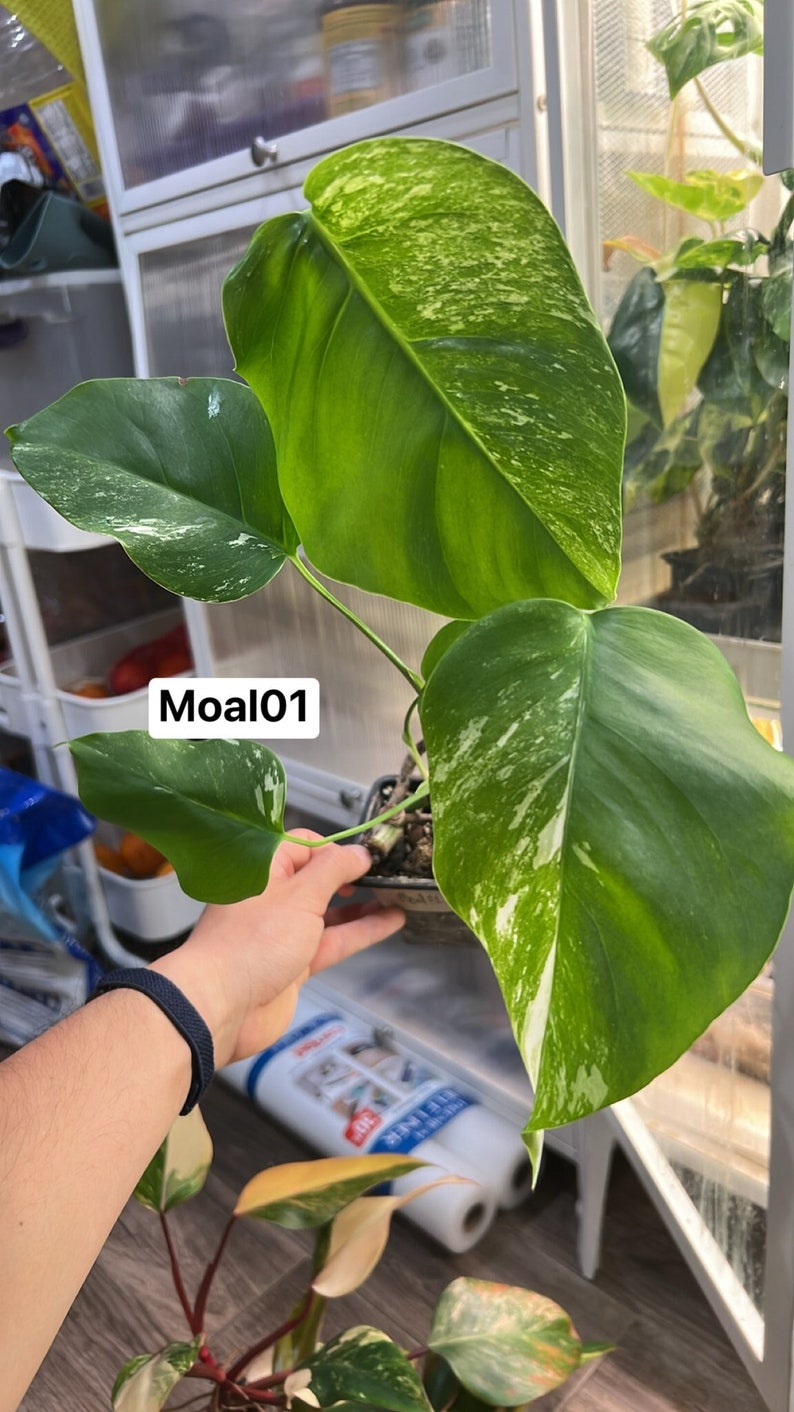 Monstera Albo Borsigiana Rooted and Actively Growing US Seller Moal01 image 1