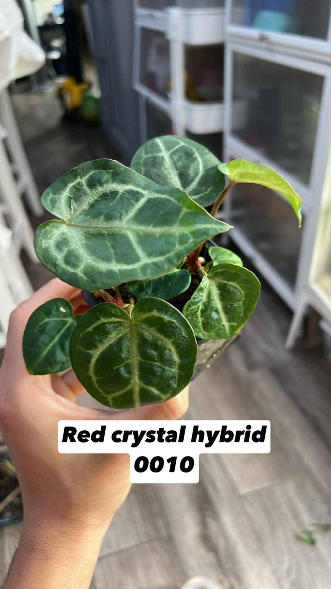 2 Red Crystal Mag X Zara X Michelle Anthurium Seedlings (rooted