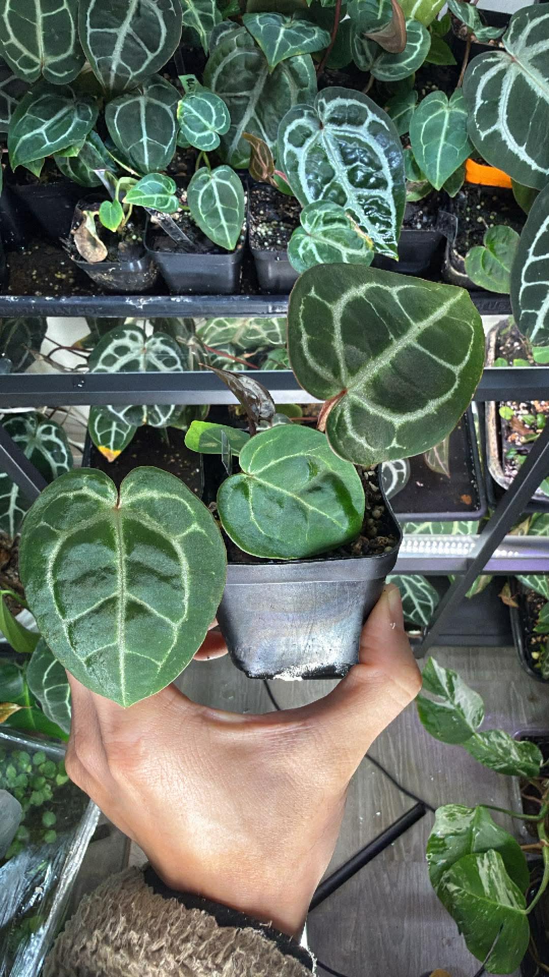 Red Crystal X Michelle Anthurium - Etsy