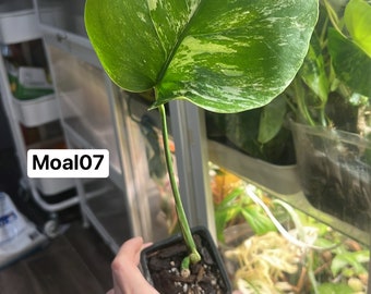 Monstera Albo Borsigiana Rooted and Actively Growing  (US Seller) (#Moal07)