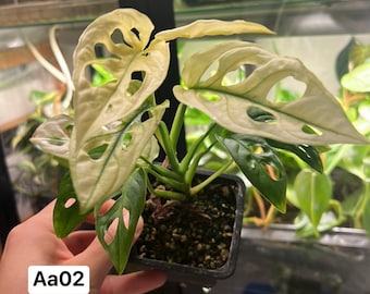 High Variegation Monstera Adansonii Archipielago Rooted plant  (US Seller) (~AA02)