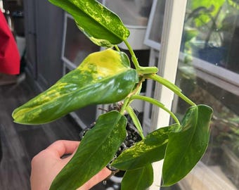 Variegated Philodendron Domesticum  (Rooted and Actively Growing) (US Seller) -Va.P.Domesticum003