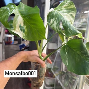 May include: A Monstera deliciosa albo-variegata plant in a clear plastic cup with soil, featuring large green leaves with white variegation and fenestrations. The text Monsalbo001 is printed on the image in a white rectangular box.