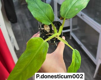 Variegated Philodendron Domesticum  (Rooted and Actively Growing) (US Seller) ΔP.Domesticum002