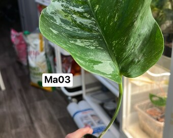 Monstera Albo Borsigiana mid cutting (rooted and sprouting) (US Seller) (#Ma03)