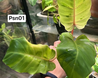 Beautiful Philodendron Snow Drift Rooted plant  (US Seller) (ΔPS01)