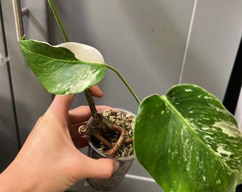 Beautiful Monstera Albo Borsigiana Rooted and Actively Growing  (multiple nodes) (US Seller) (~Monsalbo003)
