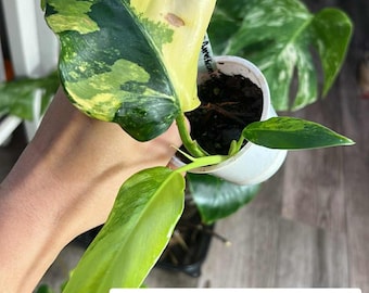 Variegated Philodendron Domesticum  (Rooted and Actively Growing) (US Seller) ΔP.Domesticum0020