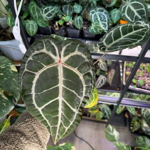 Red Crystal X Michelle Anthurium - Etsy