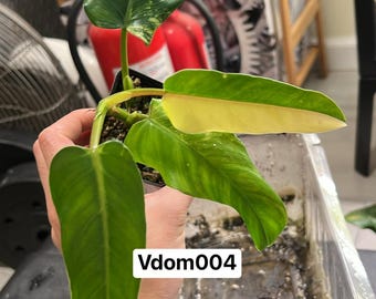 Variegated Philodendron Domesticum  (Rooted and Actively Growing) (US Seller) +Vdom004