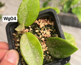 Wilbur Graves China Hoya Rooted Plant (US Seller) (+WG04)