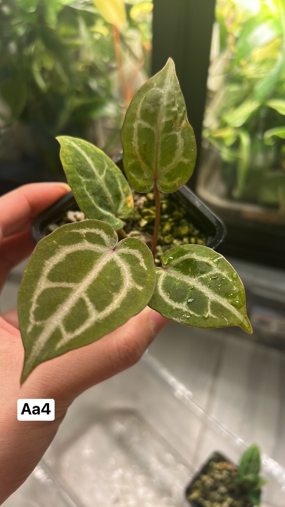Red Crystal Mag X Zara X Michelle Anthurium Seedlings rooted and Actively Growing US Seller