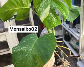 Monstera Albo Borsigiana Rooted and Actively Growing  (US Seller) (<Monsalbo02)