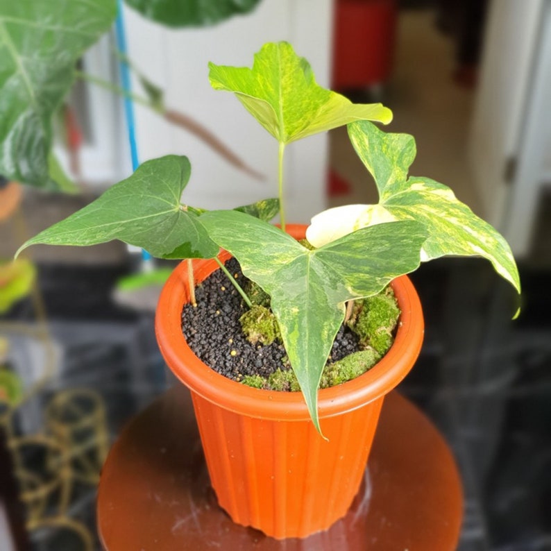 order reduced up to 70 Anthurium Pterodactyl Variegated