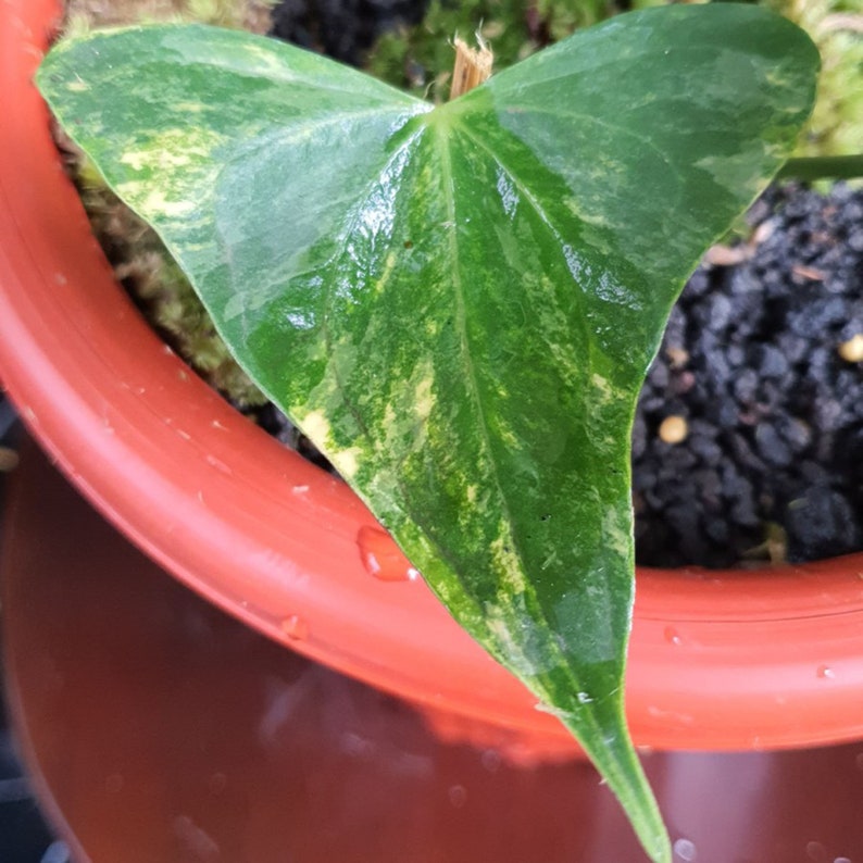 order reduced up to 70 Anthurium Pterodactyl Variegated
