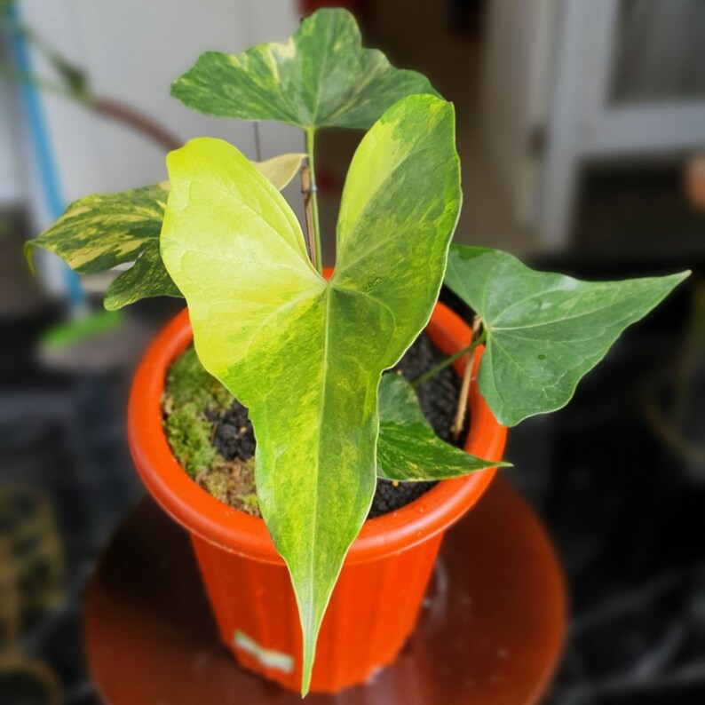 order reduced up to 70 Anthurium Pterodactyl Variegated