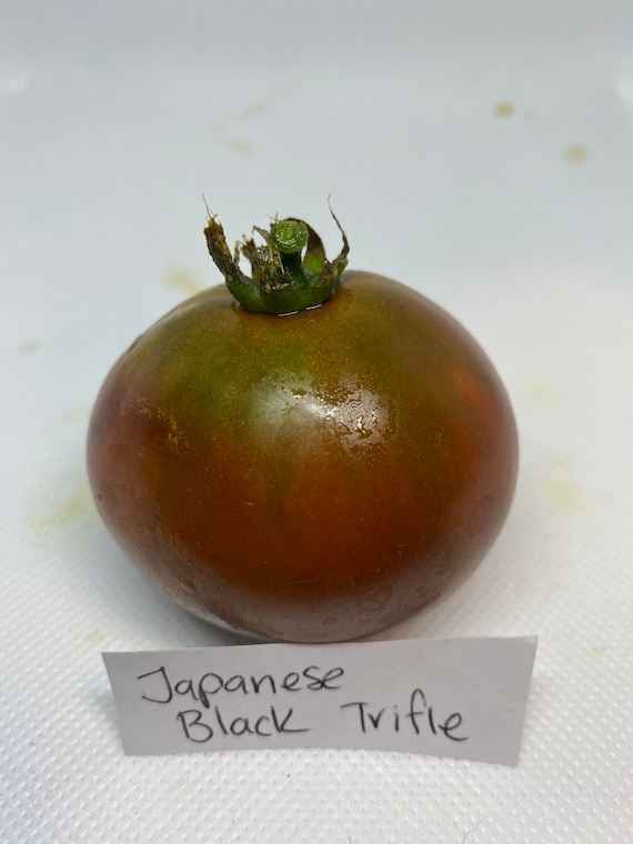Heirloom Tomato Japanese Black Trifele 25 Etsy