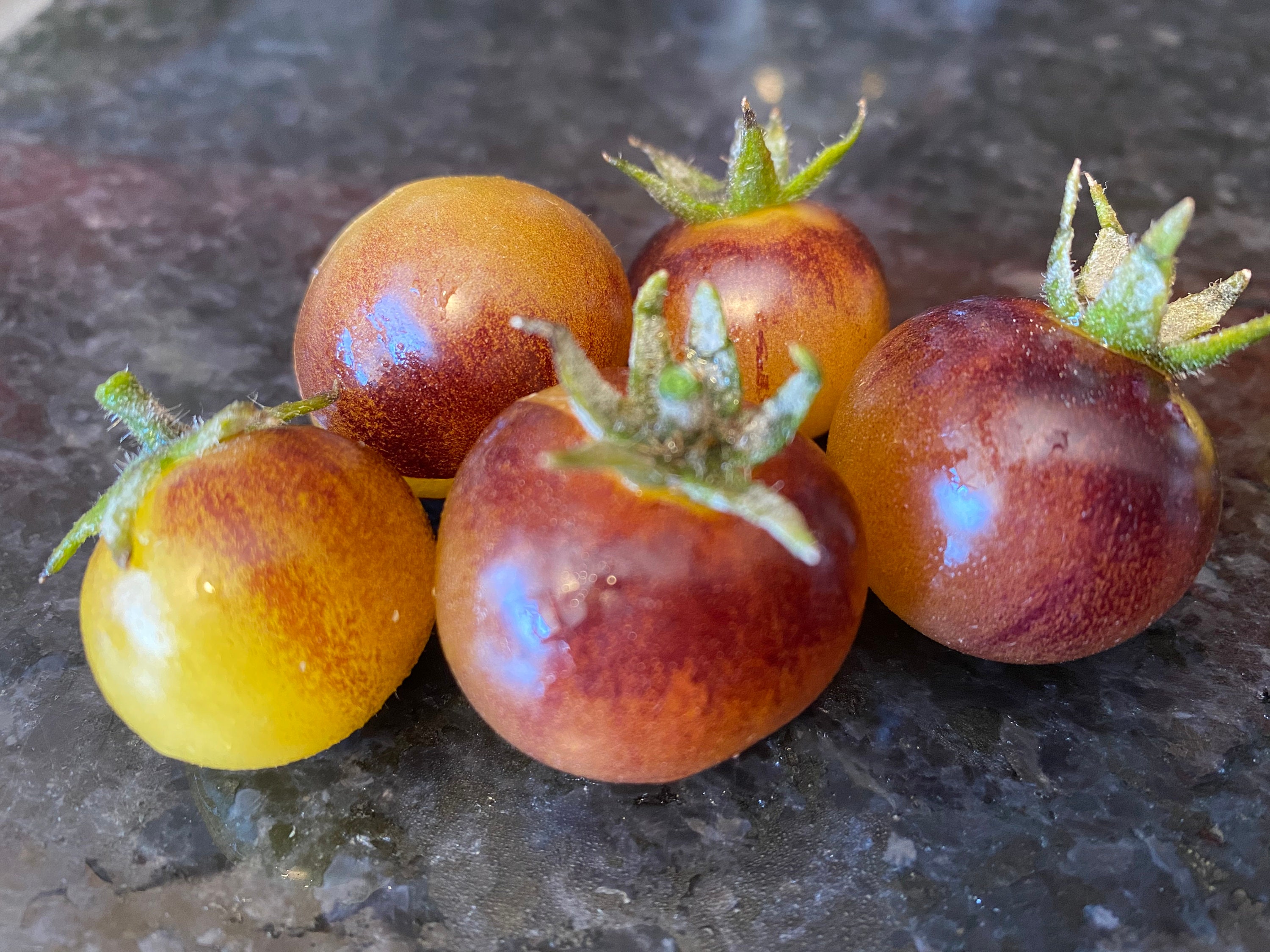 Heirloom Tomato Blue Cream Berries 25 Semillas Etsy