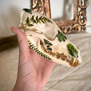 Fauna - Ethically sourced coyote skull