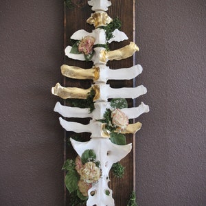 Bovine Vertebrae Floral