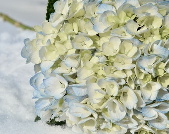 Snow Flowers, Fine Art Print, Wall Decor, Photograph