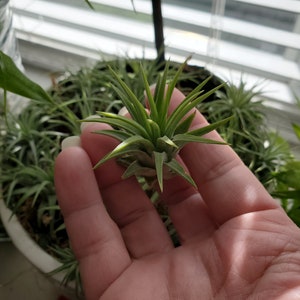 May include: A small green air plant with long, thin leaves held in a hand. The plant is in focus, while the hand and background are blurred.