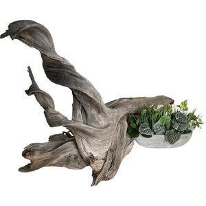 May include: A large piece of driftwood with a twisted, weathered appearance. A concrete planter filled with various green plants sits on the right side of the driftwood. The plants include a variety of leaf shapes and textures.