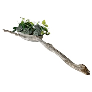 May include: A decorative arrangement featuring a small concrete bowl filled with assorted green plants and foliage. The bowl rests on a long, weathered piece of driftwood, creating a natural and rustic aesthetic.
