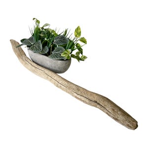 May include: A decorative arrangement featuring a gray oval planter filled with assorted green plants. The planter rests on a weathered, light brown piece of driftwood, creating a natural, rustic aesthetic. The plants include various textures and shades of green.