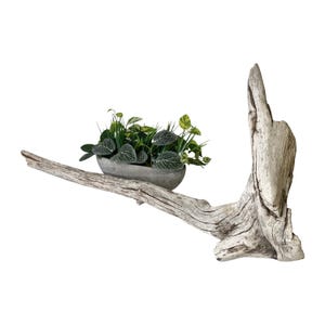 May include: A gray oval planter filled with green plants and foliage sits on a piece of driftwood. The driftwood is light brown and has a rough, textured surface. The plants have various shades of green.