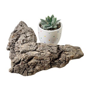 May include: A small succulent plant in a white ceramic pot with colorful polka dots, next to two pieces of weathered, textured driftwood. The succulent has green leaves and is planted in small pebbles.