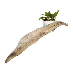 May include: A piece of driftwood with a small potted plant. The driftwood is light brown with a textured surface. The plant has green and red leaves and is in a white and blue striped pot.