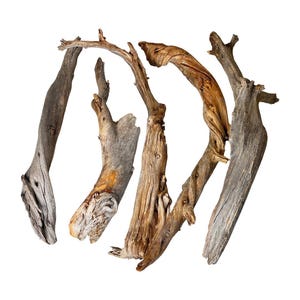 May include: A collection of five pieces of weathered driftwood, each featuring unique textures, gnarled shapes, and varying shades of brown, gray, and tan. The wood pieces are arranged in a loose cluster, showcasing natural grain patterns and organic forms.