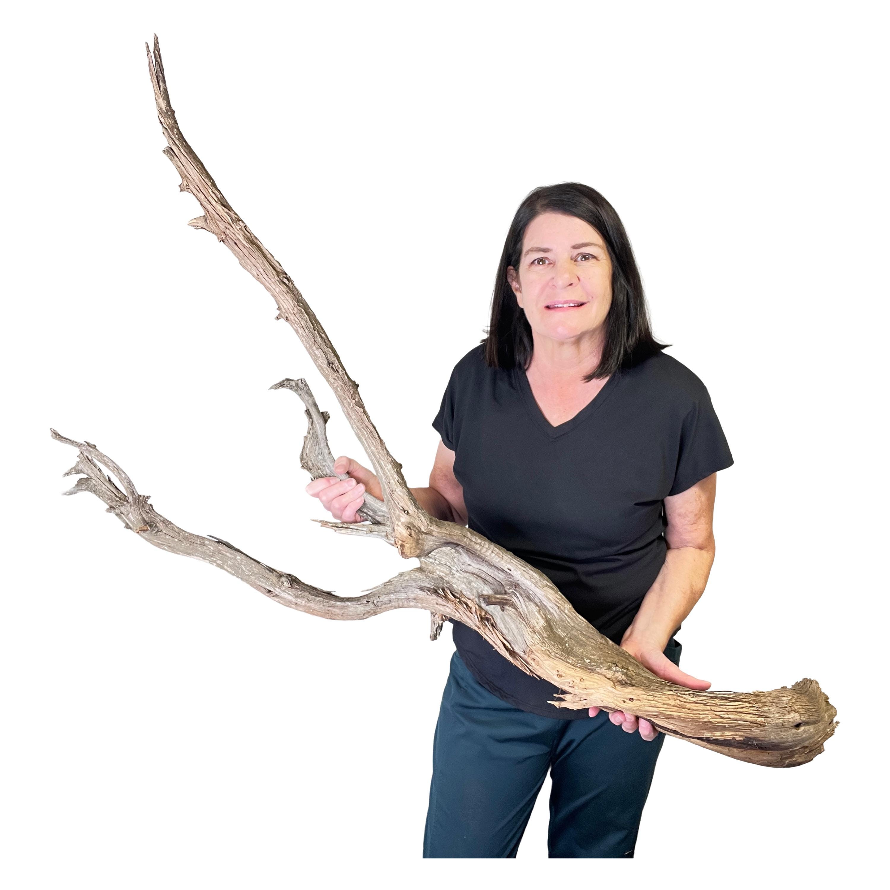 Extra Large Twisted Branch for Garden Filler, Juniper Deadwood, Rustic ...