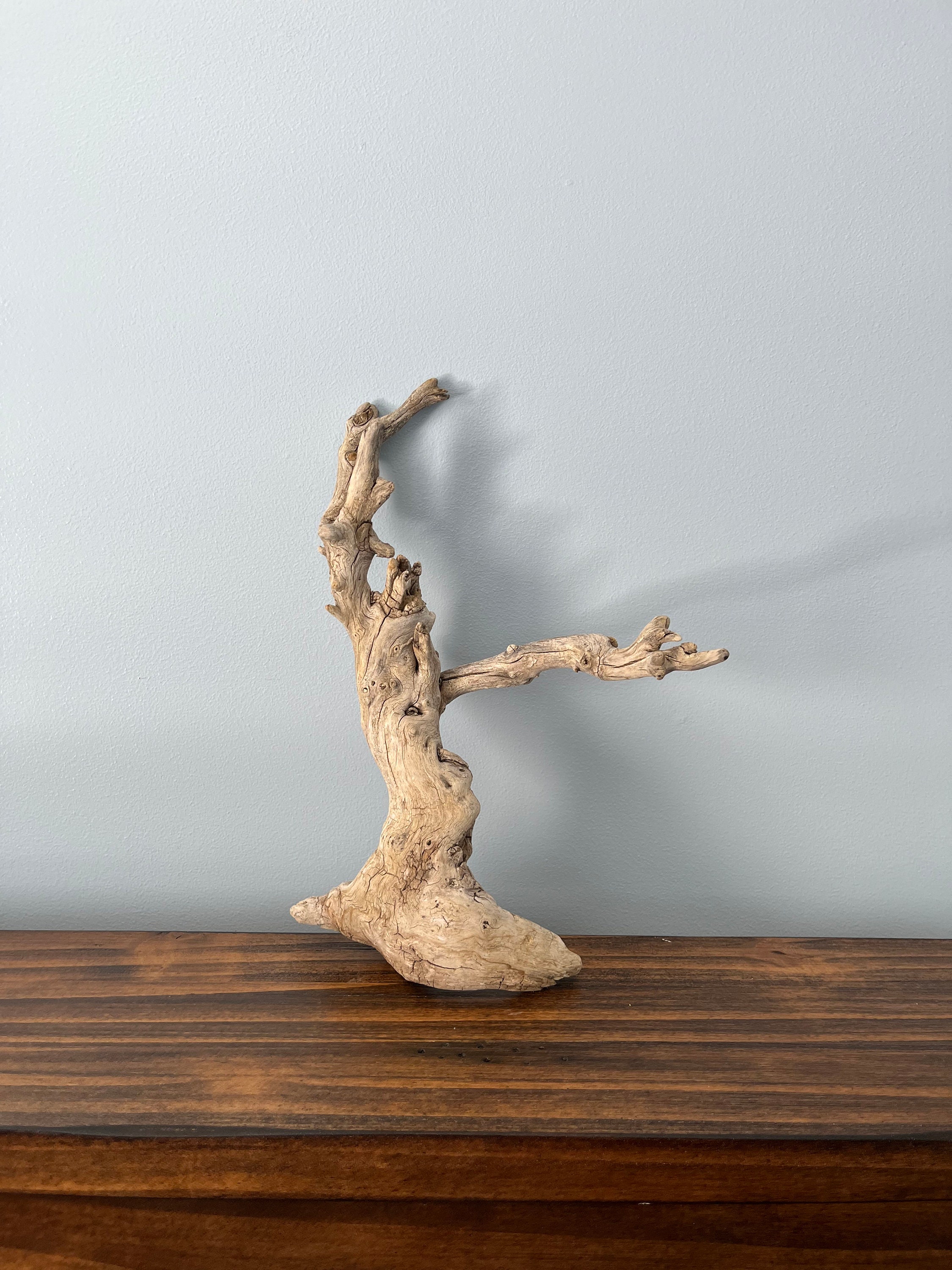 Bonsai Wood, Tanuki Bonsai, Aquarium Driftwood, Garden Filler
