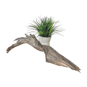 May include: A piece of weathered, grey driftwood with a gnarled, organic shape. A small, ribbed, light grey ceramic pot sits nestled within the wood, containing a vibrant green artificial grass plant with long, thin, pointed blades.
