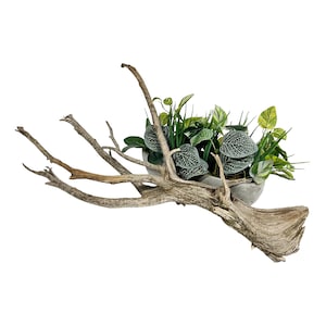 Juniper Deadwood Branch for Landscape Decor, Tree Limb Decoration, Natural Driftwood for Display, Twisted Wood for Tanuki Bonsai