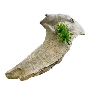 Driftwood Branch Sculpture, Beach House Decor, Wood for Centerpiece, Wood Branch Art, Unique Driftwood for Air Plants, Natural Driftwood Art