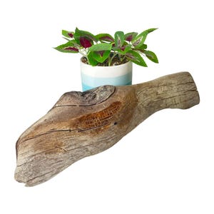May include: A piece of weathered, light brown driftwood with a prominent knot and textured grain patterns. Behind the driftwood sits a small, cylindrical white and light blue striped ceramic pot containing a green and purple coleus plant.